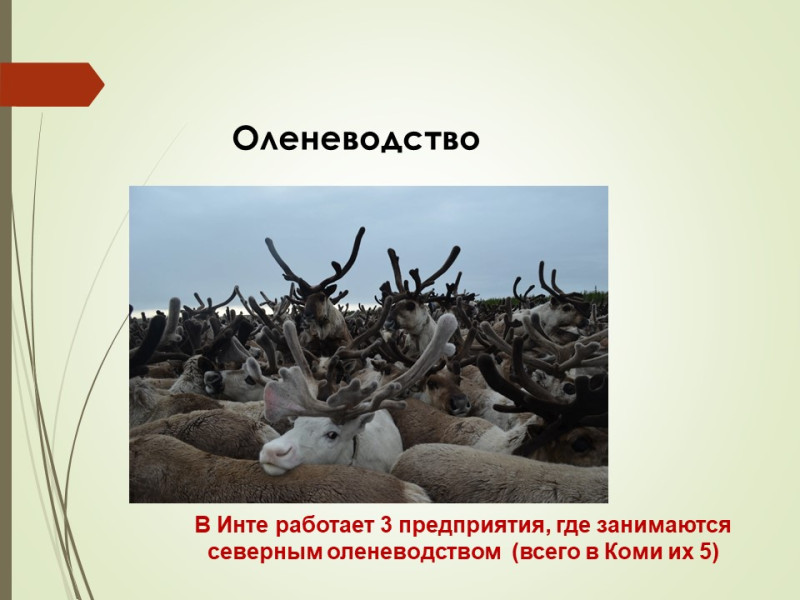 Представители отрасли сельского хозяйства г.Инты Республики Коми проводят профориентационные встречи..